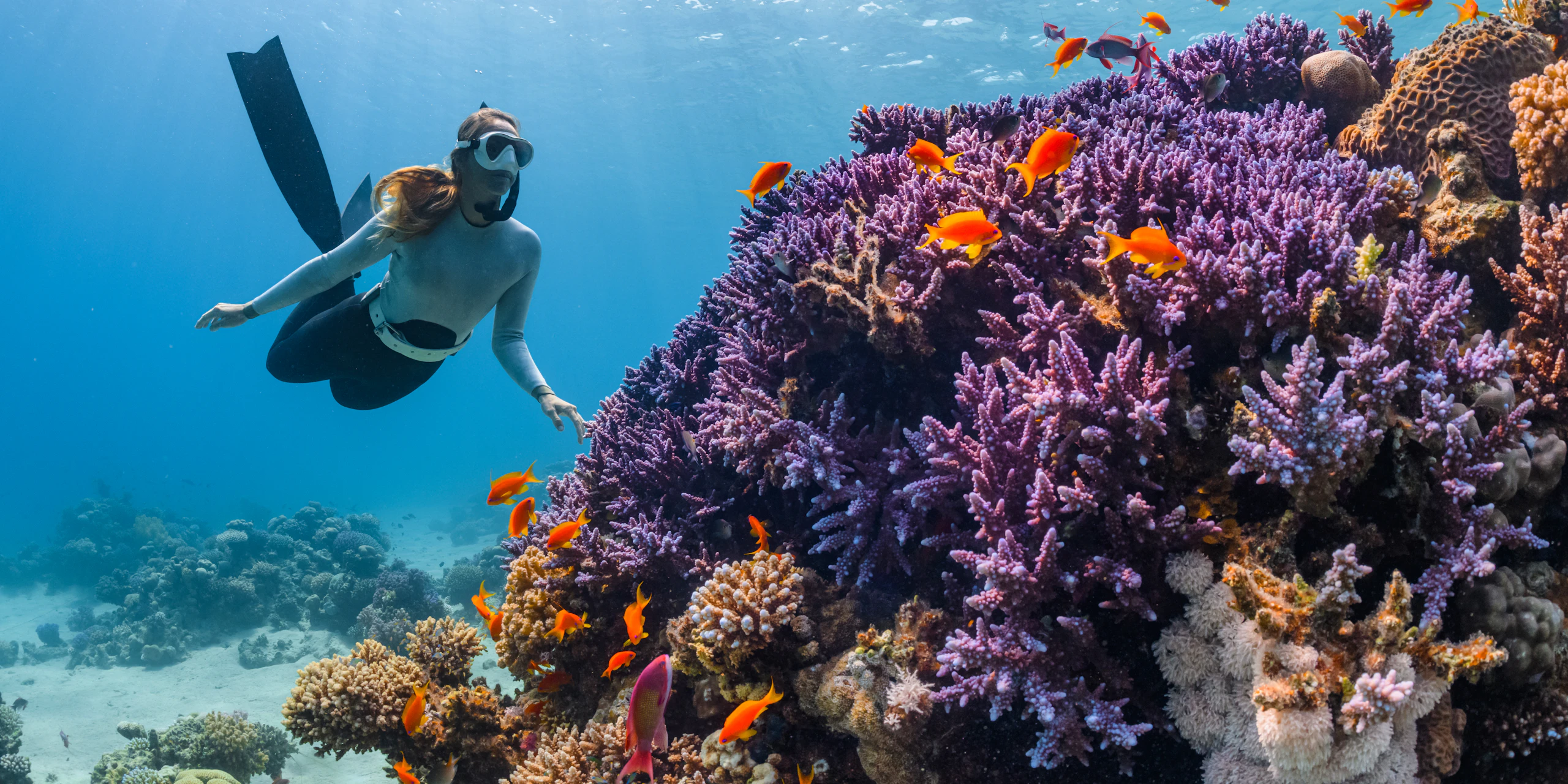 A snorkeller finning slowly above a purple coral garden